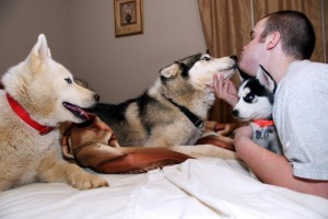 Potty Trained  Purebreed Blues Eyes Siberian Huskies Puppies