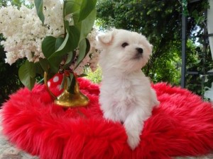 Healthy Maltese Puppies For Free Adoption