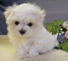 Male and female Maltese Puppies looking for a loving home where they can be shown lot of love and care. They are all vet checked