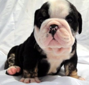 excellent english bulldog puppies for adoption