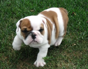 Delighted English Bulldog Puppies