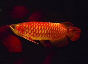 We sell Quality Arowana Fishes