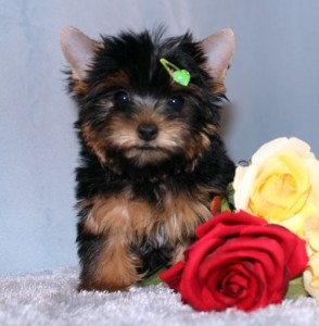 Beautiful And Adorable Yorkie Puppies For A Small Re-homing