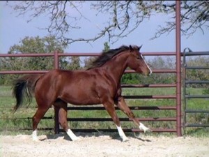 Gorgeous mare and yielding Horse for free adoption to good loving  and
