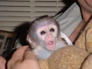 Cute And Lovely Capuchin Monkey Ready To Go