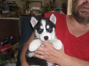 APPLE HEAD MALE AND FEMALE PURE BREED SIBERIAN HUSKIES PUPPIES FOR HOME ADOPTION