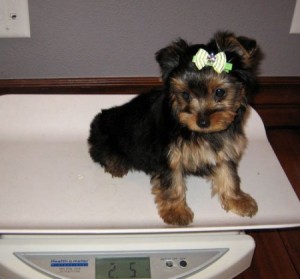 Hi every one out there, we are totally ready to give our male and female yorkie pups for adoption