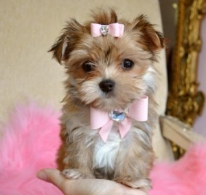 TEA CUP BIEWER MORKIE PUPPIES READY FOR ADOPTION