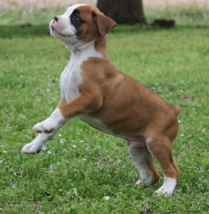 Top Quality Full Blooded Boxer Puppies Available Now To Go