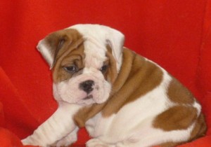 !!!!Adorable English Bulldog Pups For Foster Parents!!!!!.