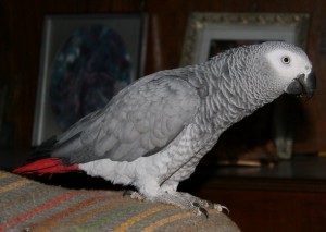 adorable african grey parrots for sale to lovely homes
