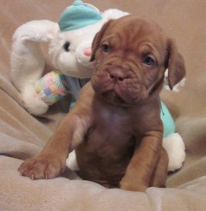 Akc Registered Dogue De Bordeaux Puppies...