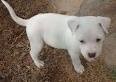 cute and adorable  male and female pit bull puppies for adoption.