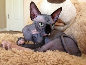Wow Female Sphynx Kitten Ready to go &quot;Viola&quot;