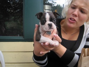 Adorable Amazing ~ Precious Boston Terrier Puppies Available!!!