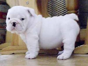 English Bulldog Puppy For Free Re-homing (Avon)