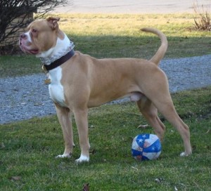 american bull
