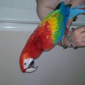 Scarlet Macaw to let out