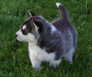 Gorgeous Male and Female Alaskan malamute puppies for a good home