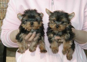 Adorable Teacup Yorkie puppies ready for adoption