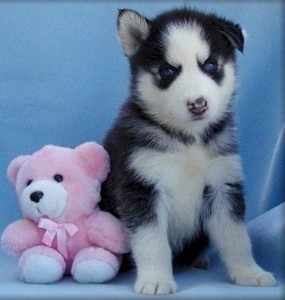 Blue eye Siberian Husky puppies