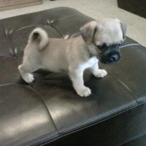 Pug/Cairn Terrier puppies