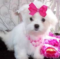 Beautiful AKC Teacup Maltese Puppies Puppies For Adoption