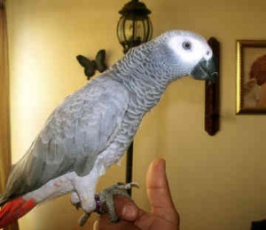female african grey parrot for re homing