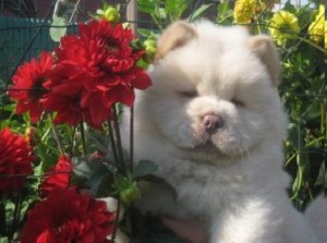 PUPPIES CARLINO available