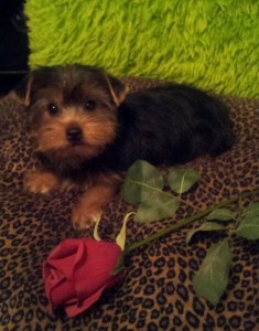 male and female Yorkshire Terrier  puppies for Adoption