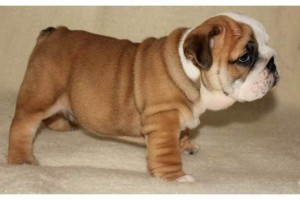 AWESOME ENGLISH BULLDOG PUPPIES FOR ADOPTION..