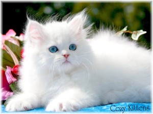 Persian Kitten