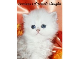 Very beautiful persian kittens looking for new home