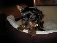 Lovely Cute looking Teacup apple head yorkie puppies (12 weeks)