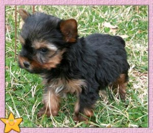 TEACUP TEADY FACE &quot;YORKIE&quot; AKC