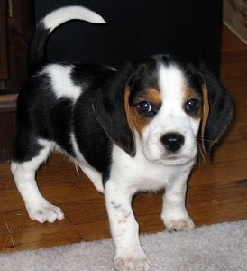 ******male and female beagle puppies*******
