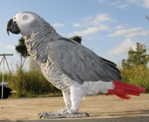 Talking African Grey Parrots for Loving Homes