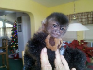 well socialized and very friendly capuchin monkey ready for a lovely home.