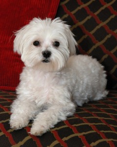 maltese puppy for sale