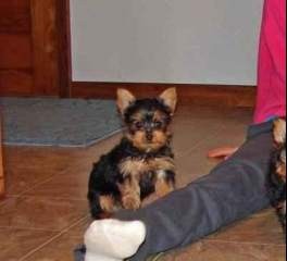 !!!!Super Cute Teacup Yorkie Puppies For Adoption!!!!!