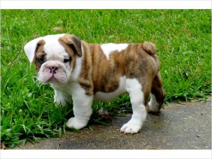 Male and Female English Bulldog puppies available