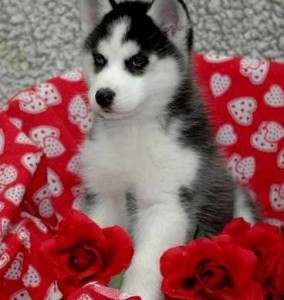 Super Adorable Black &amp; White Siberian Husky Puppy 1 Blue Eye 1 Brown Eye