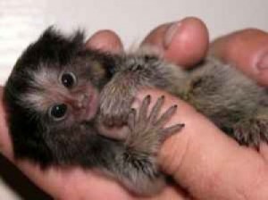 Marmoset monkey for sale