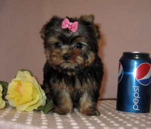 fine teacup Yorkshire terrier  puppies for new home