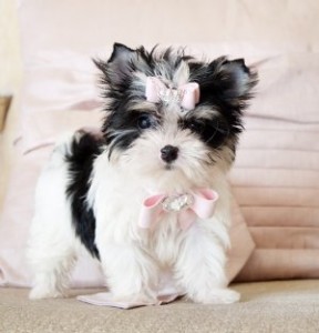 TEA CUP BIEWER MORKIE PUPPIES READY FOR ADOPTION