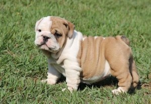 Very Cute English Bulldog puppy for adoption very cute puppies ready