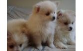AKC pomeranian puppy