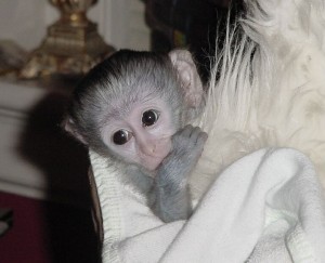 BABY/FEMALE CAPUCHIN MONKEY FOR ADOPTION