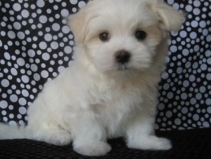 Teacup Maltese Puppies For Adoption