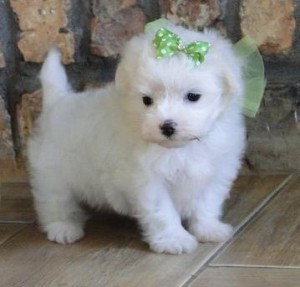 Adorable AKC Teacup Maltese Puppies For Adoption.